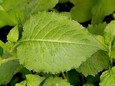 대관령황태이야기,평창 곤두레 나물 (100g)